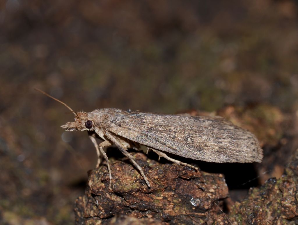 Elachistidae? No, Pyralidae - Lamoria anella